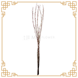 Pussy Willow Color 1.8m (银柳)