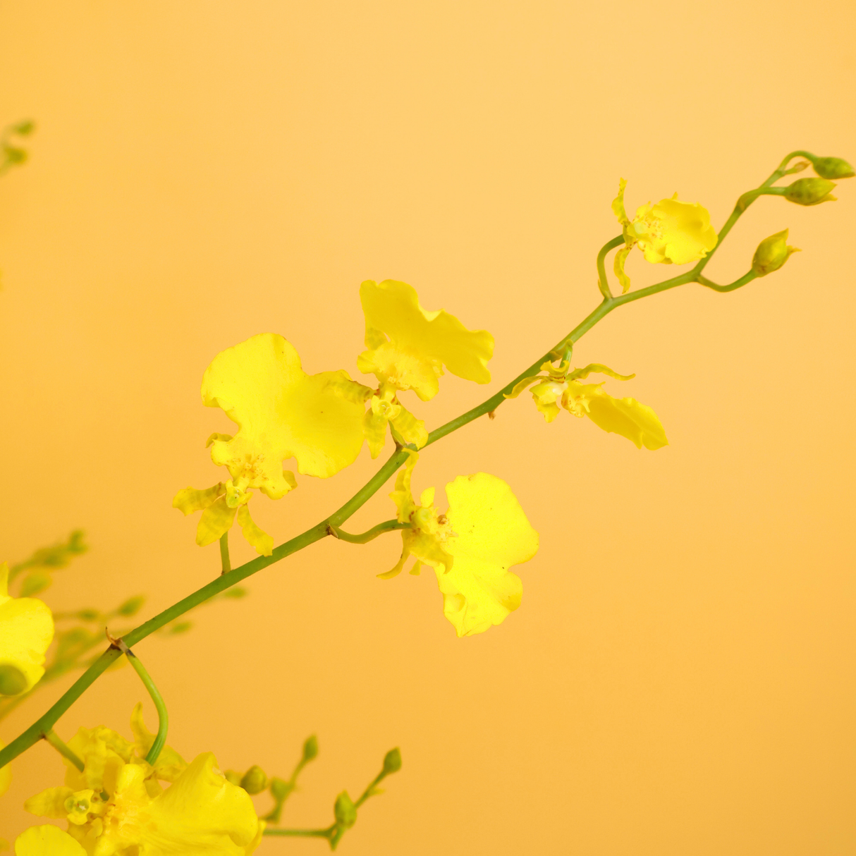 Radiance Charm  - CNY Table Flower