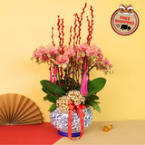 Refined Prosperity (8 Stalks) - Orchid Phalaenopsis