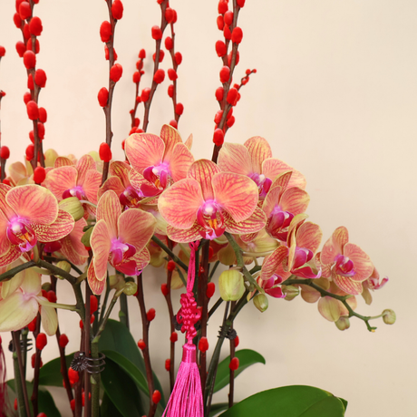Refined Prosperity (8 Stalks) - Orchid Phalaenopsis