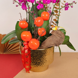 Regal Prosperity (3 Single & 2 Double Stalks) - Orchid Phalaenopsis