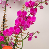 Regal Prosperity (3 Single & 2 Double Stalks) - Orchid Phalaenopsis