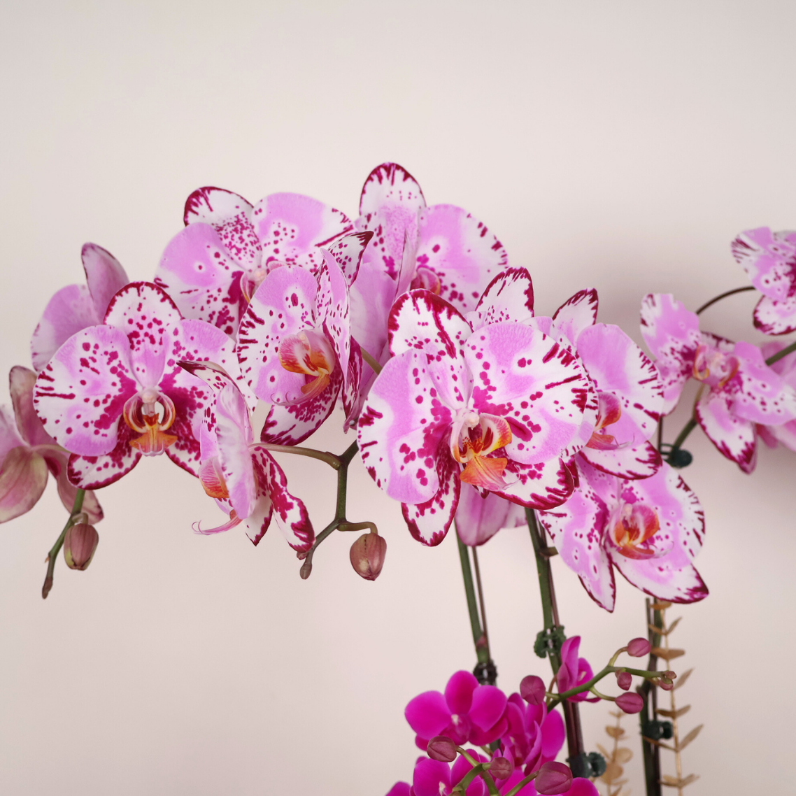 Regal Prosperity (3 Single & 2 Double Stalks) - Orchid Phalaenopsis
