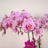 Regal Prosperity (3 Single & 2 Double Stalks) - Orchid Phalaenopsis