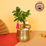 Renewal Delight (Bonsai) - CNY Plant