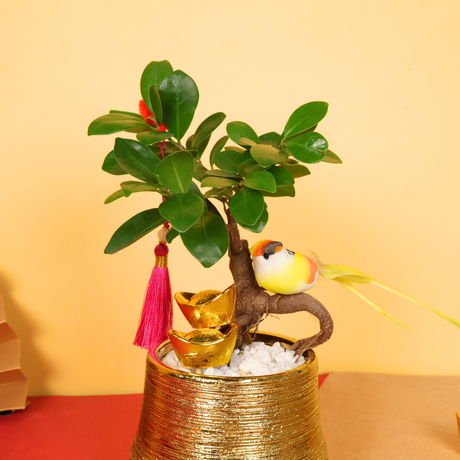 Renewal Delight (Bonsai) - CNY Plant