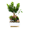 Bonsai tree in flowerpot.