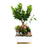 Bonsai tree in flowerpot.