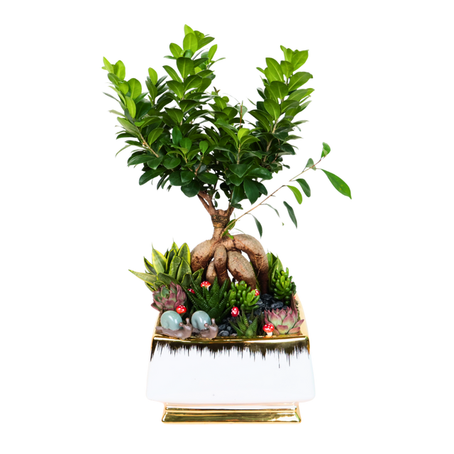 Bonsai tree in flowerpot.