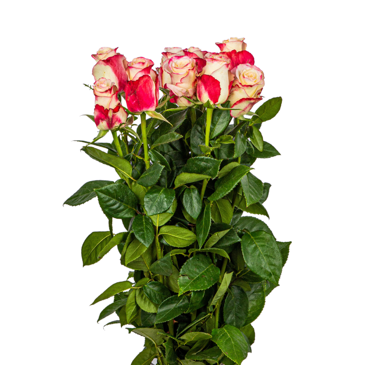 Rose (Ecuador) - Other Color