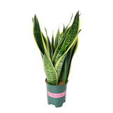 Sansevieria Trifasciata (Snake Plant) - China