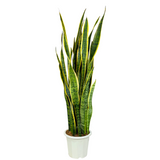 Sansevieria Trifasciata (Snake Plant) - China