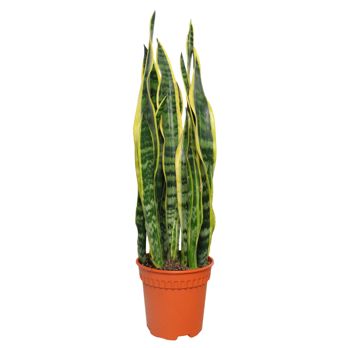 Sansevieria Trifasciata (Snake Plant) - Malaysia