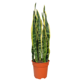 Sansevieria Trifasciata (Snake Plant) - Malaysia