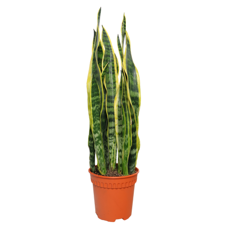 Sansevieria Trifasciata (Snake Plant) - Malaysia