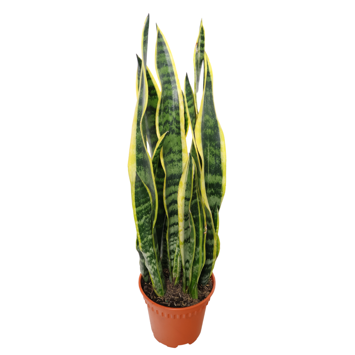 Sansevieria