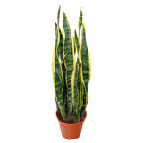 Sansevieria