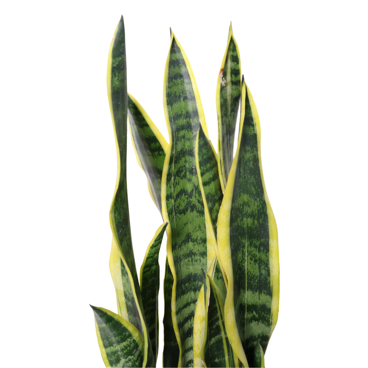 Sansevieria