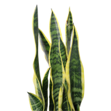 Sansevieria