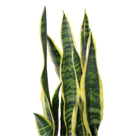 Sansevieria