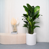 Bird of Paradise (Strelitzia) in Ceramic Pot