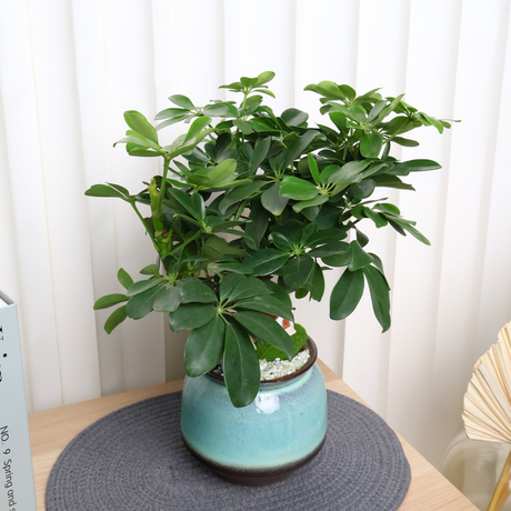 Schefflera Plant in Ceramic Pot