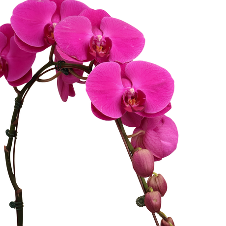 Silk Verdure (1 Single Stalk) - Orchid Phalaenopsis