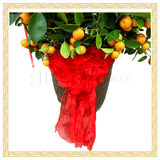 Four Season Lime 四季桔 8 Layers (14 inch)