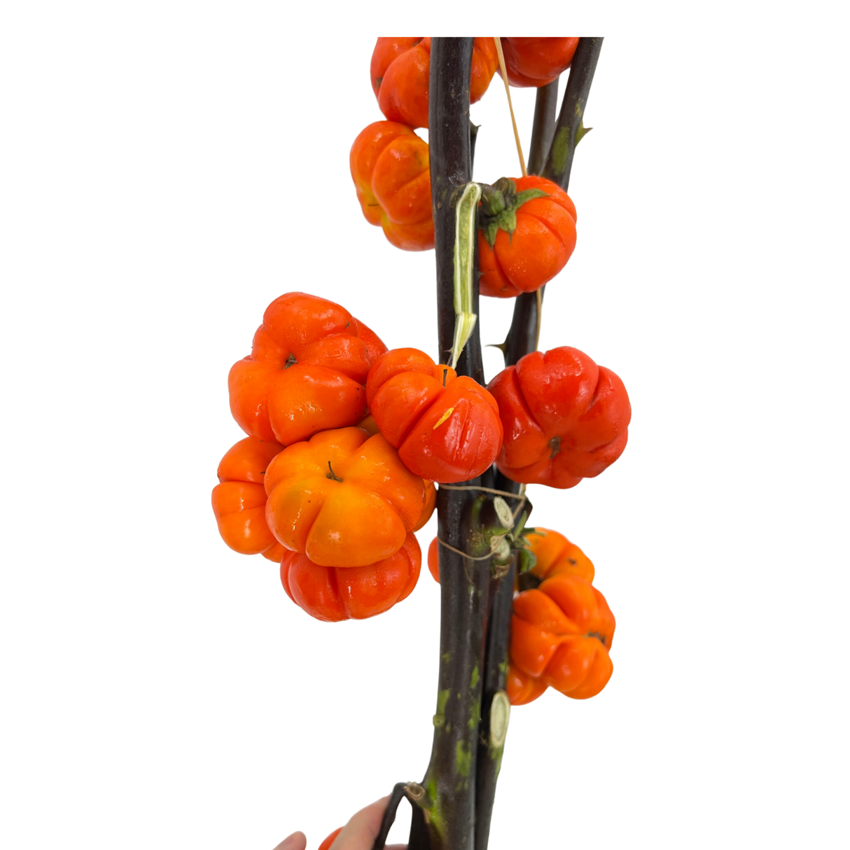Solanum (China)