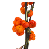Solanum (China)