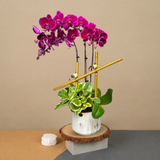 Songbird Serenade (3 Single Stem) - Orchid Phalaenopsis