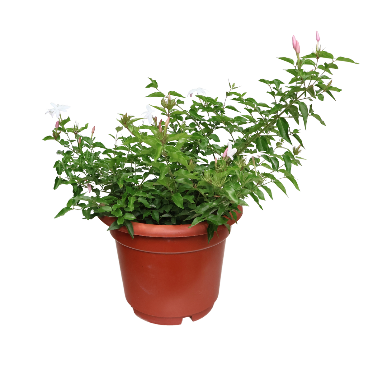 Star Jasmine