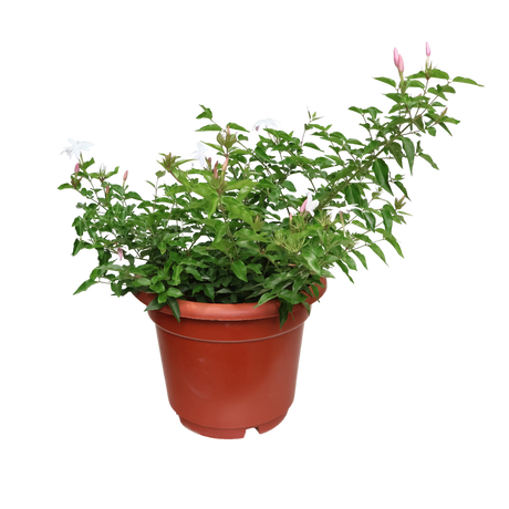 Star Jasmine