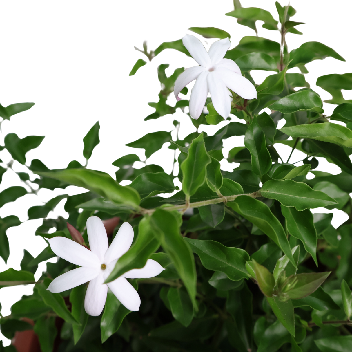 Star Jasmine