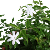 Star Jasmine