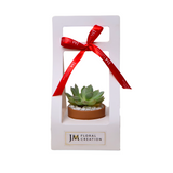 Mini Succulent Gift (Set of 2)