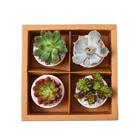 Mini Succulent Gift (Set of 4)