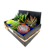 Succulent Gift Set (Set of 6)