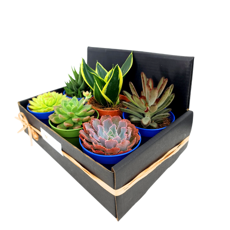 Succulent Gift Set (Set of 6)