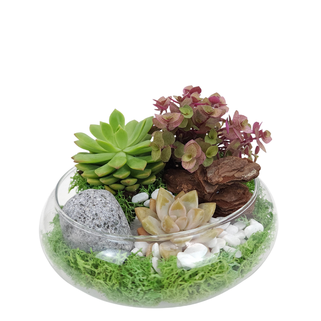 sensational succulents Succulent Sensation