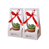 Mini Succulent Gift (Set of 2)