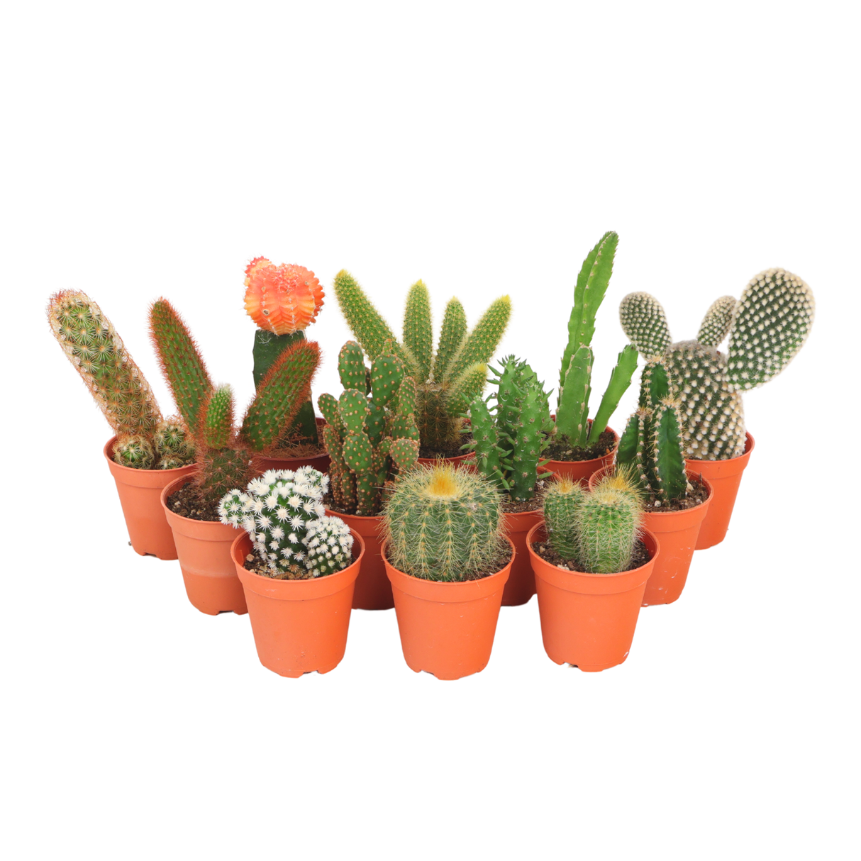 Mini Cactus 5.5cm pot - Assorted