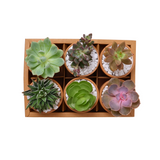 Mini Succulent Gift Set (Set of 6)