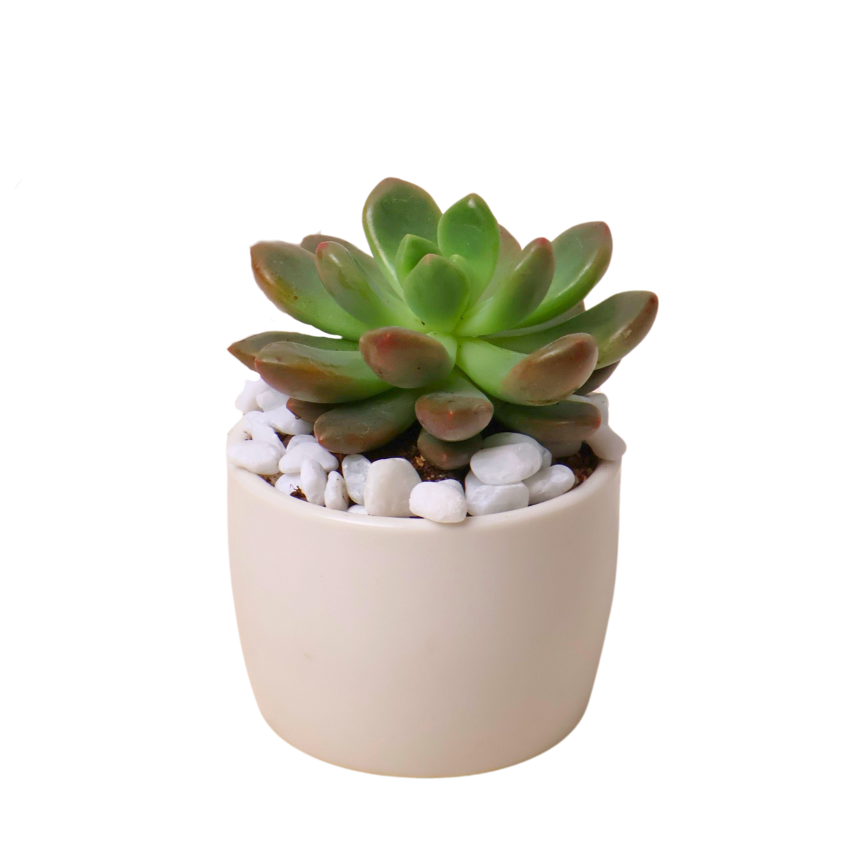 Mini Succulent in Ceramic Pot