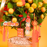 Tangerine Luck (Four Season Lime 四季桔) - CNY Plant