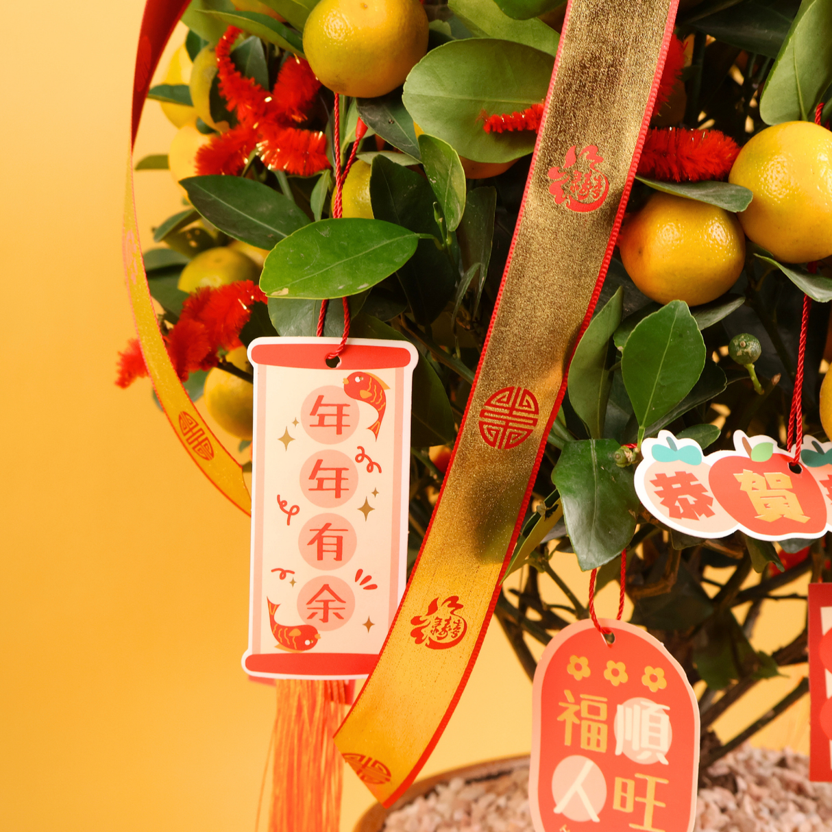 Tangerine Luck (Four Season Lime 四季桔) - CNY Plant