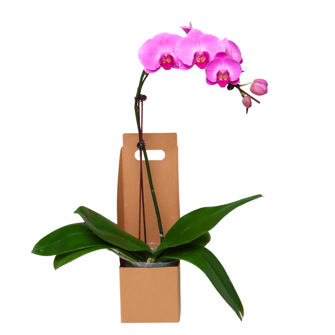 Orchid Gift Box (1 Single Stalk) - Orchid Phalaenopsis