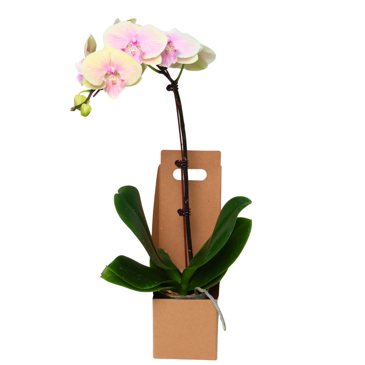 Orchid Gift Box (1 Single Stalk) - Orchid Phalaenopsis