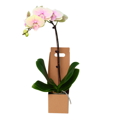 Orchid Gift Box (1 Single Stalk) - Orchid Phalaenopsis