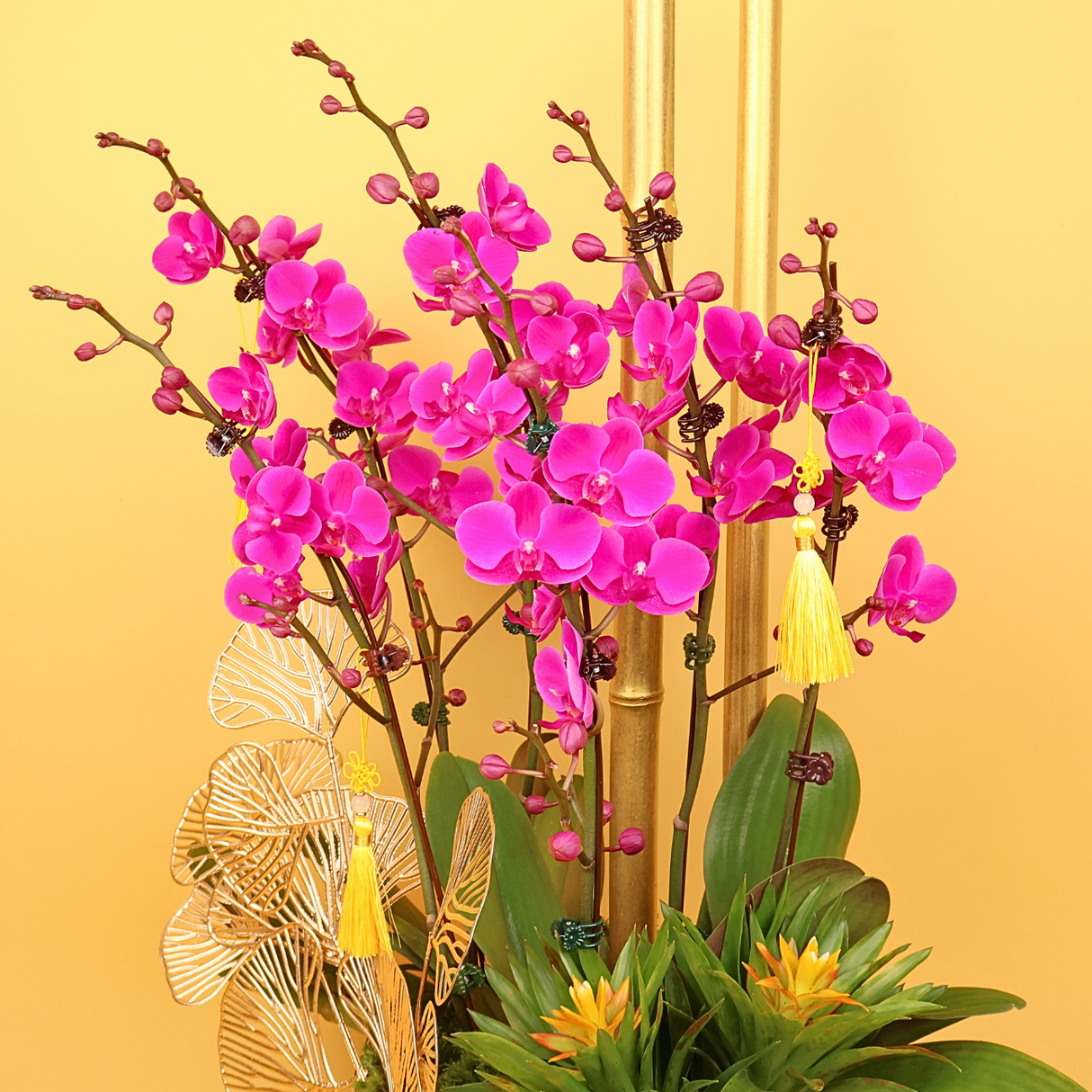 Thriving Harmony (1 Double Stalk) - Orchid Phalaenopsis